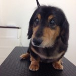 ダックス　ラッキー君２６７